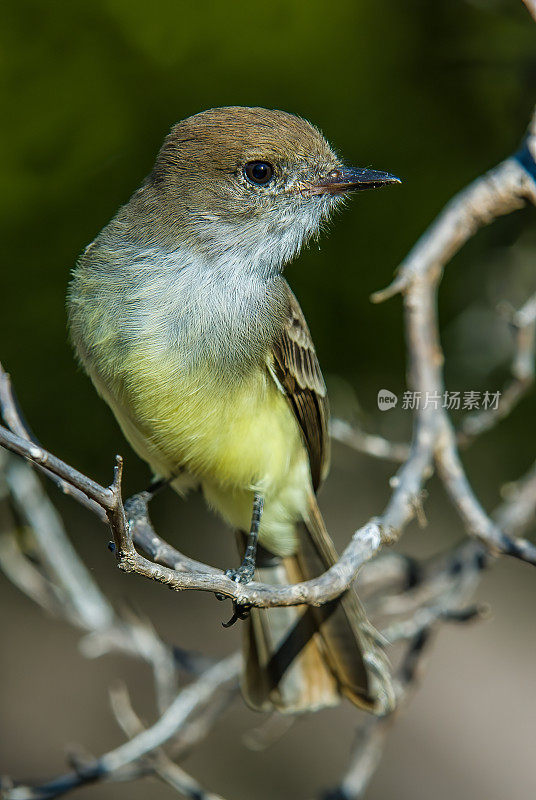 加拉帕戈斯捕蝇者，Myiarchus magnirostris，埃加斯港，詹姆斯岛，圣地亚哥岛，圣地亚哥岛，加拉帕戈斯群岛国家公园，厄瓜多尔